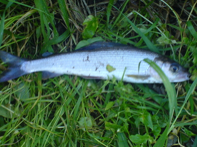 Grayling
