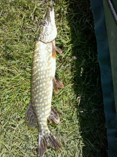 Northern Pike