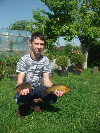 Tench