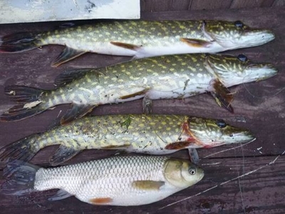 Northern Pike