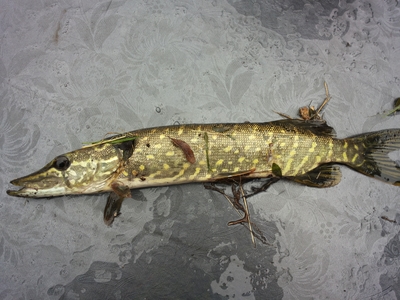 Northern Pike