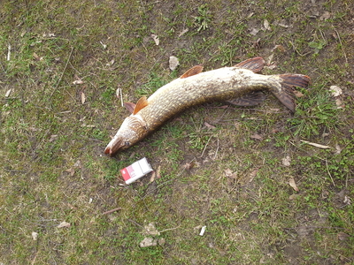 Northern Pike