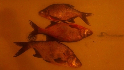 Carp bream