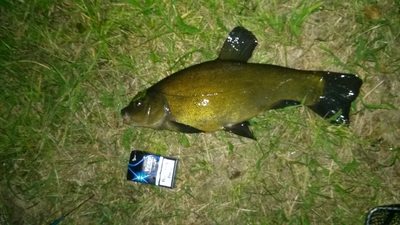 Tench