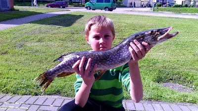 Northern Pike