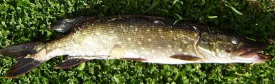 Northern Pike