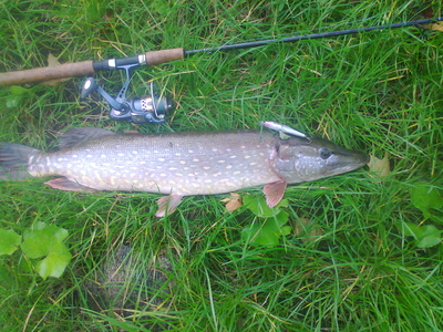 Northern Pike