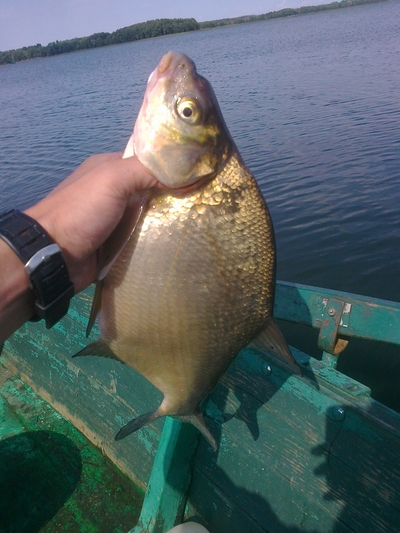 Carp bream