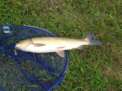Grass carp