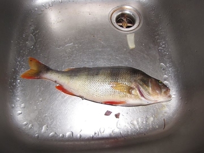 Eurasian perch