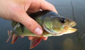 Eurasian perch