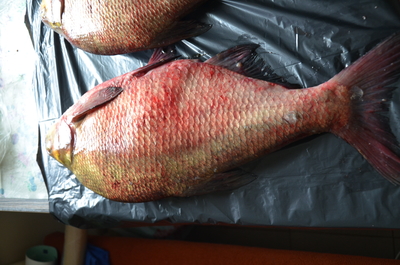 Carp bream