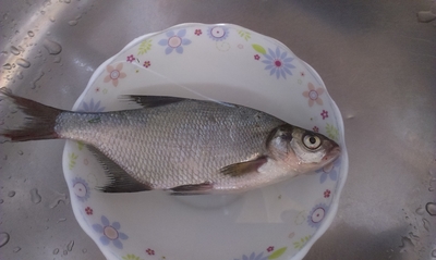 Carp bream