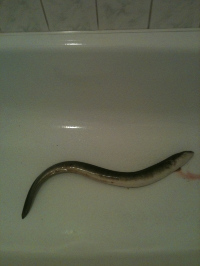 European eel