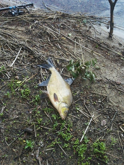 Carp bream