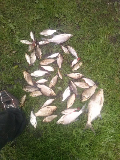 Carp bream