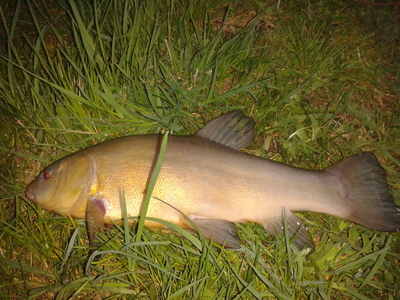 Tench