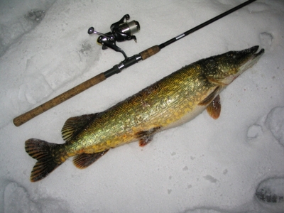 Northern Pike
