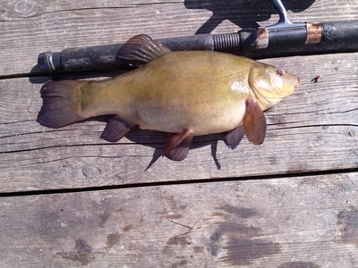 Tench
