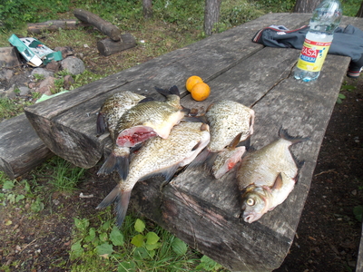 Carp bream