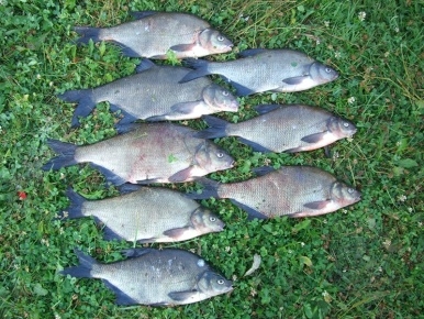 Carp bream