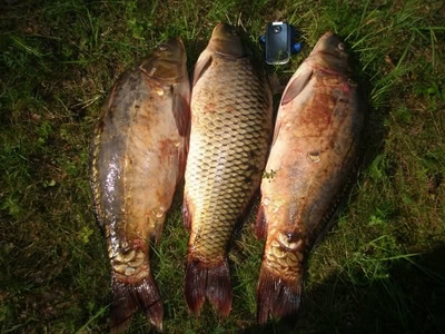 Carp