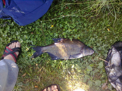 Carp bream