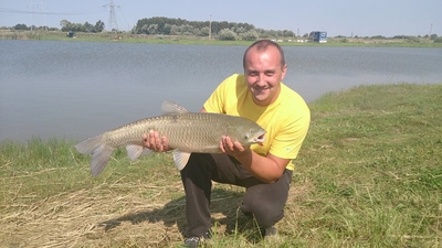 Grass carp