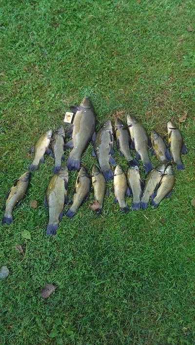 Tench