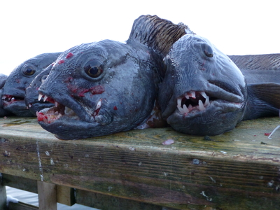 Atlantic wolffish