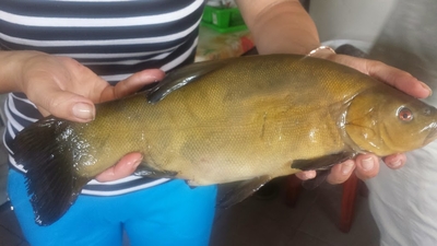 Tench