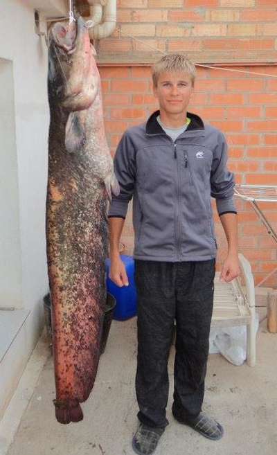 Wels catfish
