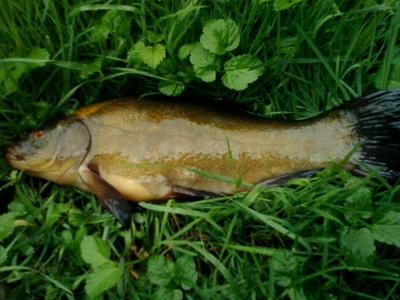Tench