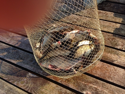 Carp bream