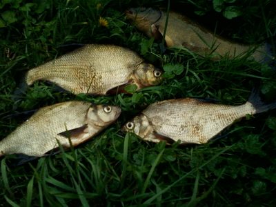 Carp bream