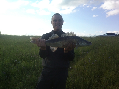 Pike perch