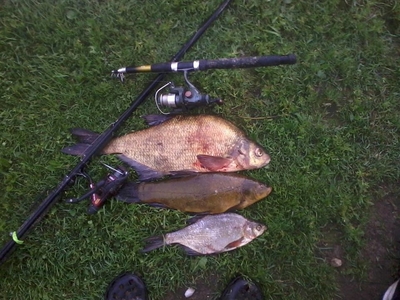 Carp bream