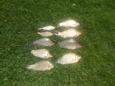 Crucian carp