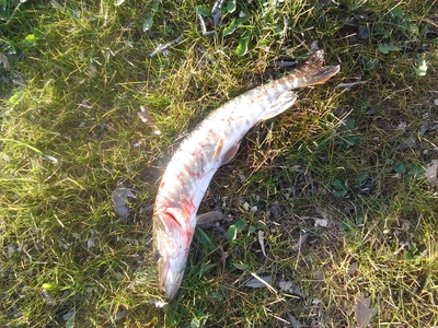 Northern Pike