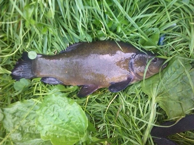 Tench