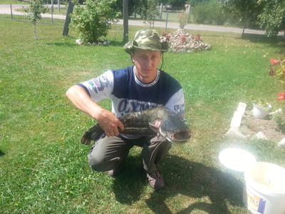 Wels catfish