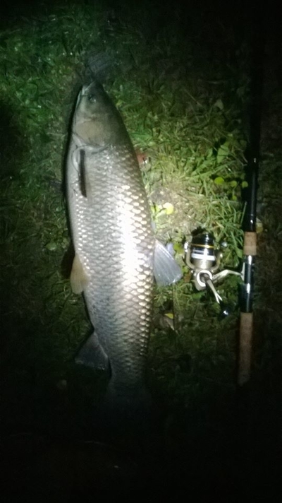 Grass carp
