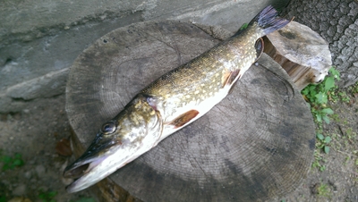 Northern Pike