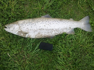 Atlantic salmon