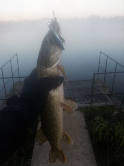 Northern Pike