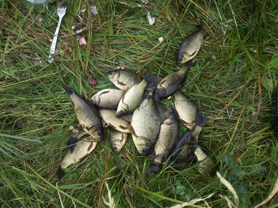 Prussian carp
