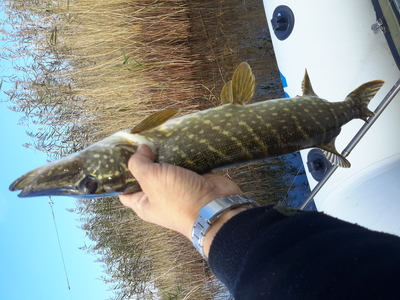 Northern Pike