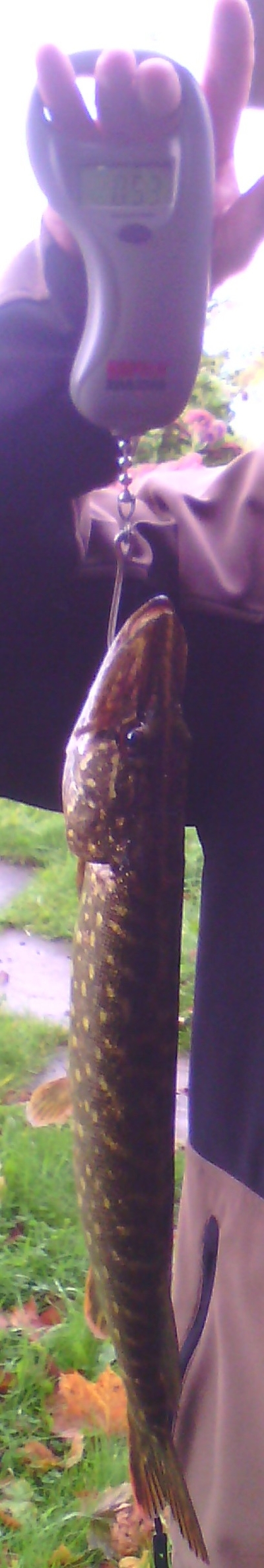 Northern Pike