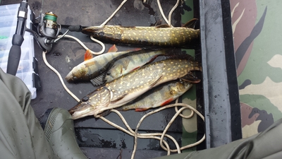 Northern Pike