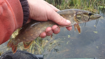 Northern Pike